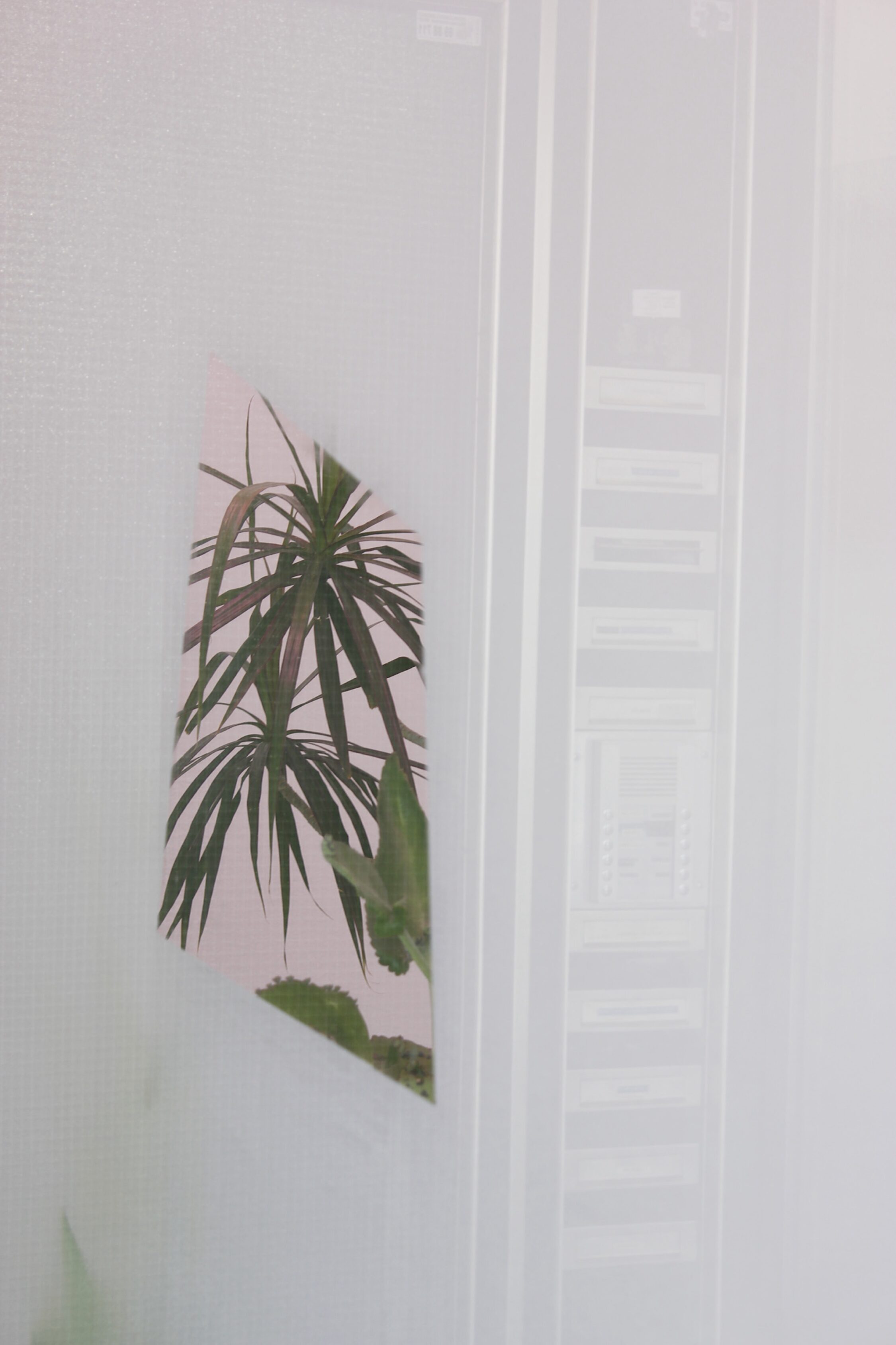 Pflanze | Fenster | Vitrine | Ausstellung
