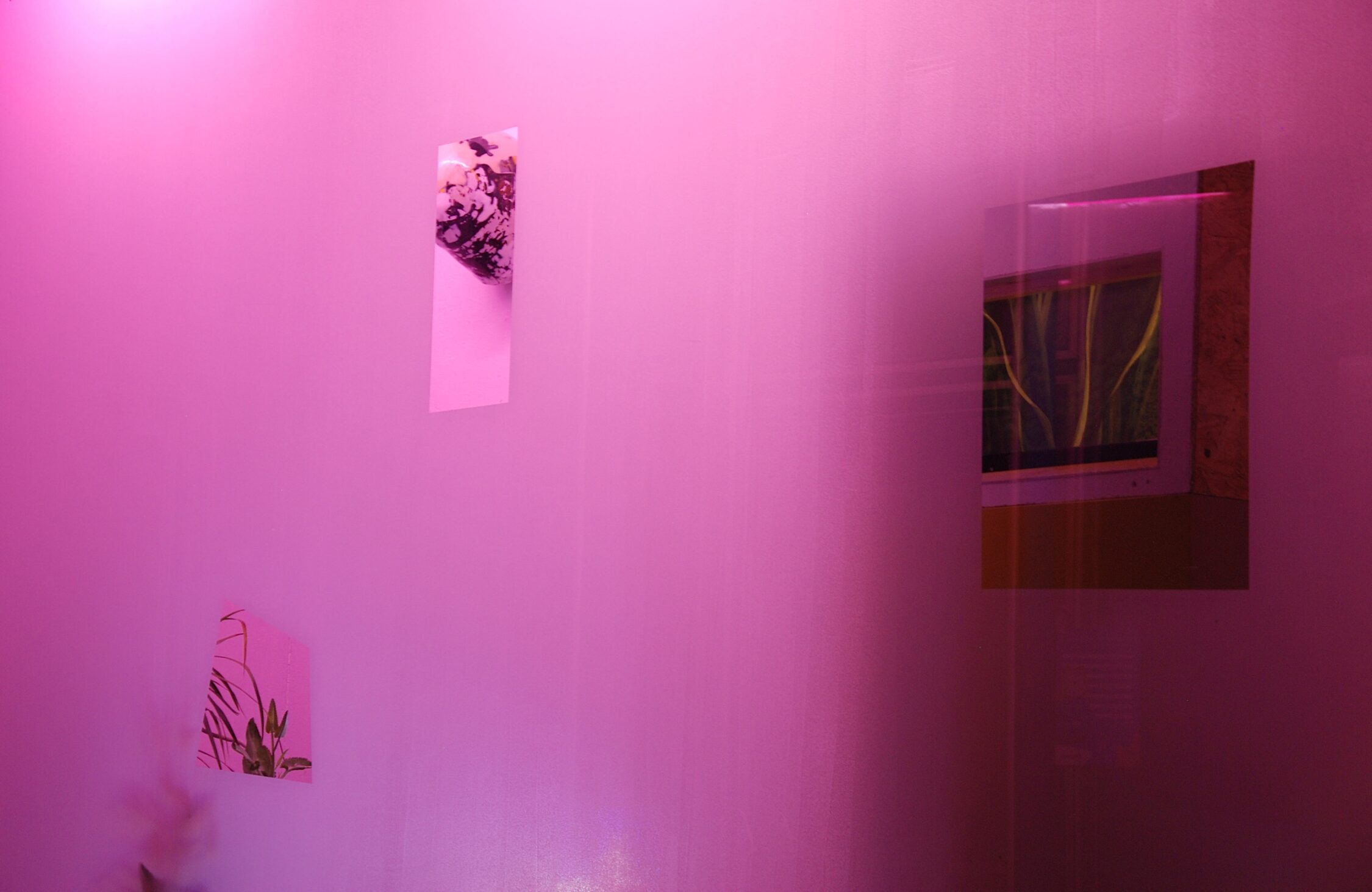 Skulptur | Pink | Video | Fenster